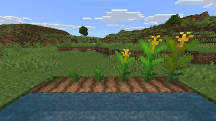 Young yellow crops growing beside water