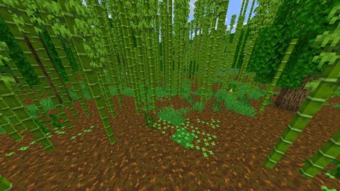 Dense bamboo forest with lush green foliage