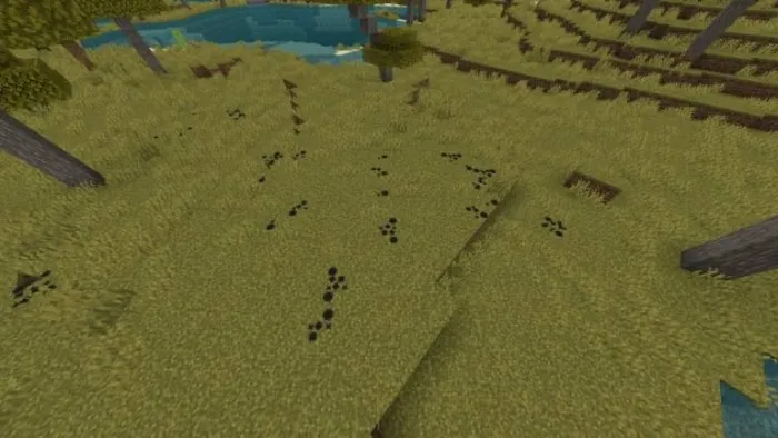 Animal tracks on grassy biome terrain
