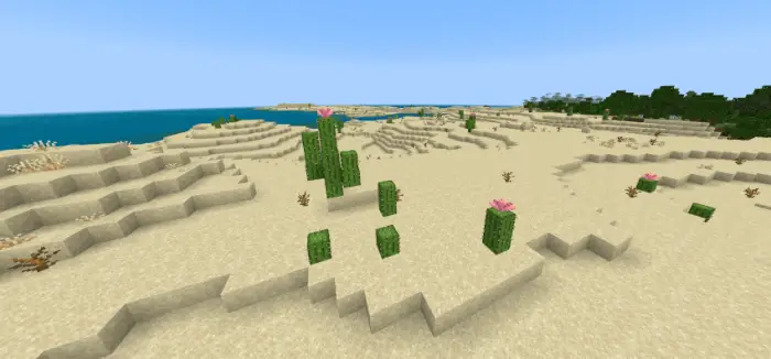 Desert landscape with flowering cacti