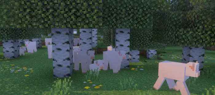 White cows roam in a birch forest.