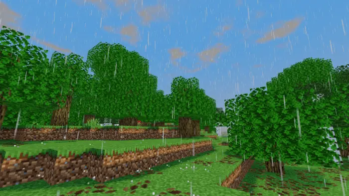 Rainy forest scene with vibrant green trees