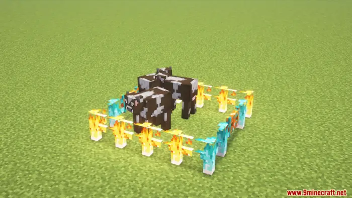 Two cows inside colorful decorative fences
