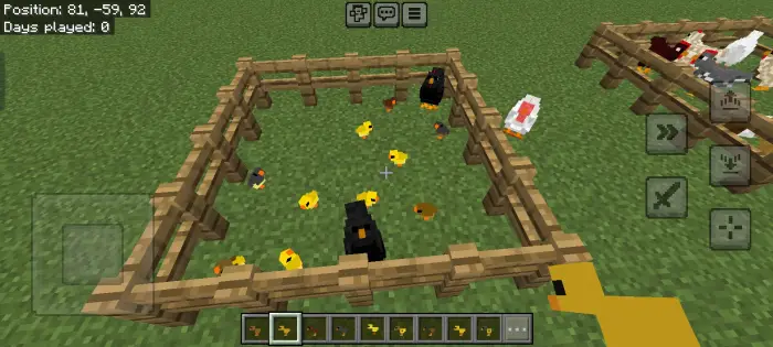 Black hens and yellow chicks in fenced pen