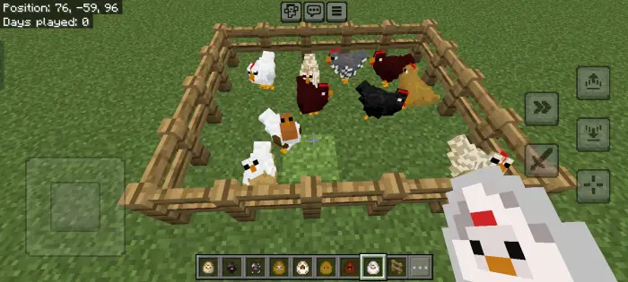 Various chicken breeds in a fenced pen