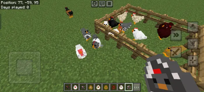 Various chicken breeds in a fenced area