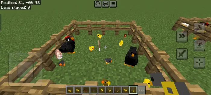 Black hens and chicks inside fenced pen