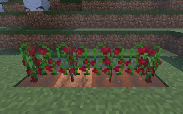 Berry bushes growing in a survival garden
