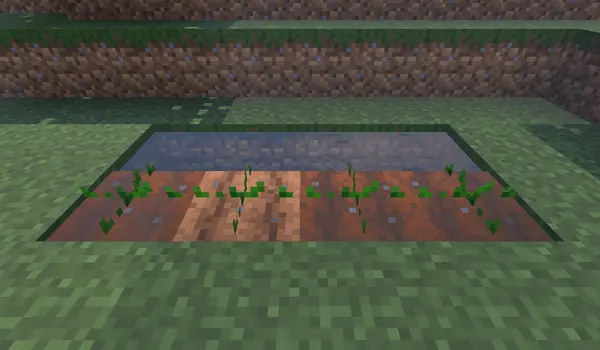 Seedlings growing in a small tilled plot