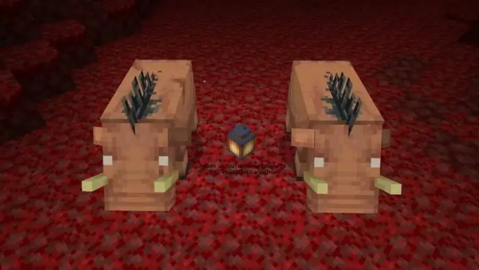 Two hoglins with unique textures, red ground