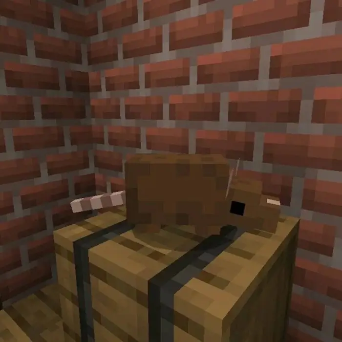 Blocky brown rat stands on a wooden crate.