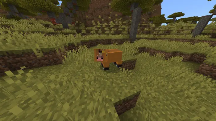 Blocky brown cow in grassy savanna biome