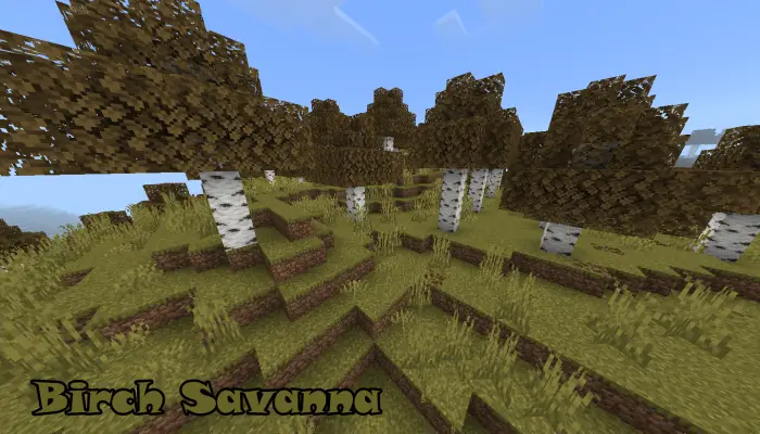 Birch trees scattered across grassy hills