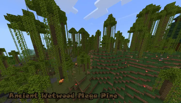 Dense forest with tall, vine-covered pines