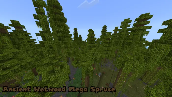 Dense forest with tall spruce trees