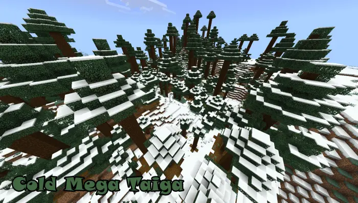 Snowy taiga forest with tall spruce trees