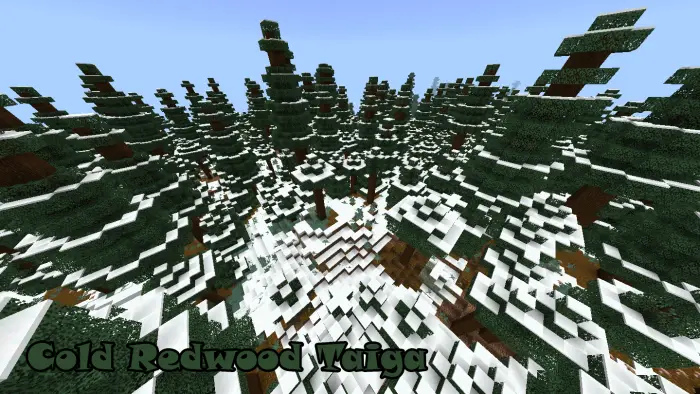 Snow-covered redwood forest with tall trees