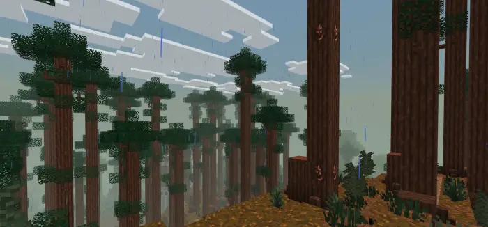 Dense forest with tall trees and rain