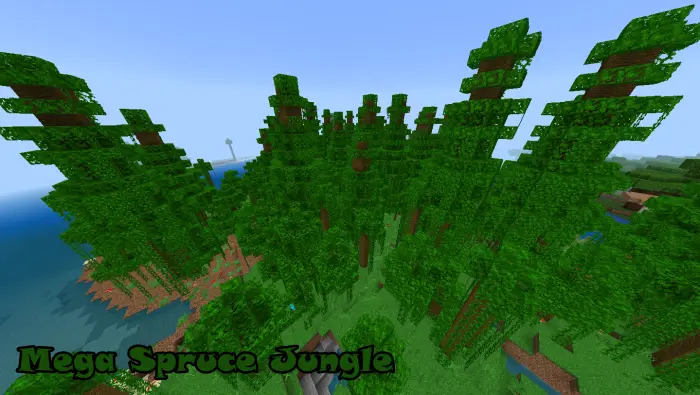 Dense green forest with tall spruce trees