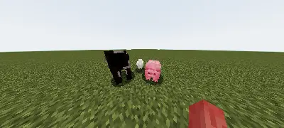 Dark animal and pig stare on grassy plain