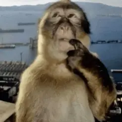 A monkey thinking with a hand on its chin