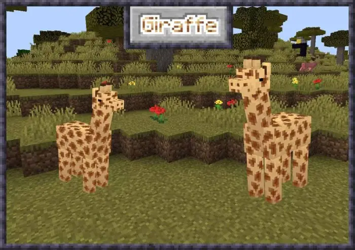 Blocky giraffes standing on grassy terrain