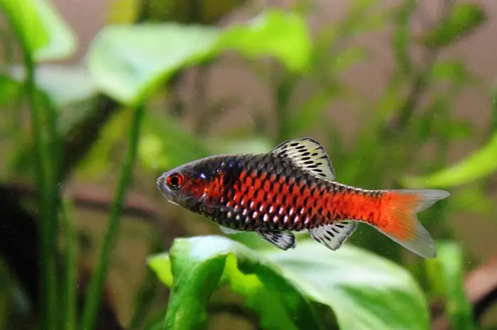 Colorful barb fish swimming in lush plants