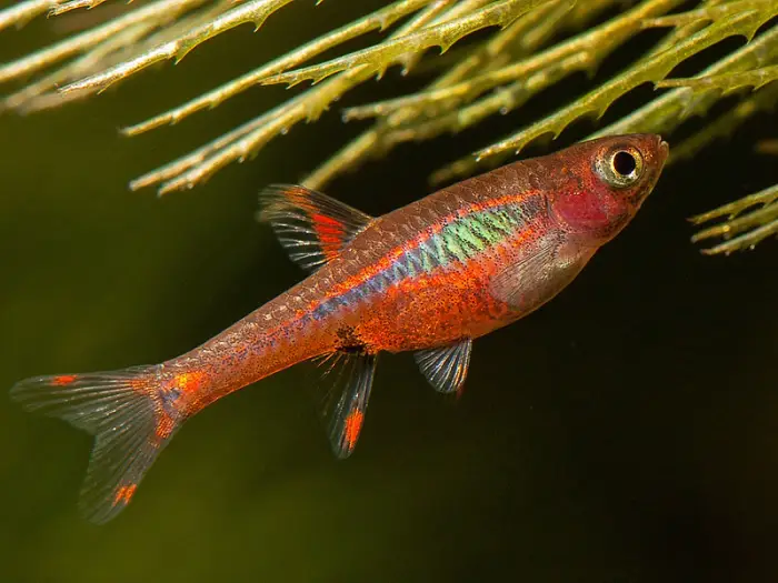 Colorful minnow swimming near green plants