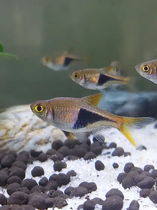 Small exotic fish swimming in a lush aquarium.