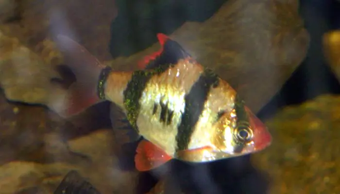 Colorful barb fish swimming in rainforest water