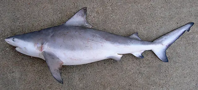 Shark lying on a flat concrete surface