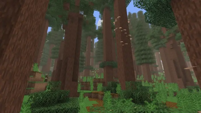Dense forest with towering trees and foliage