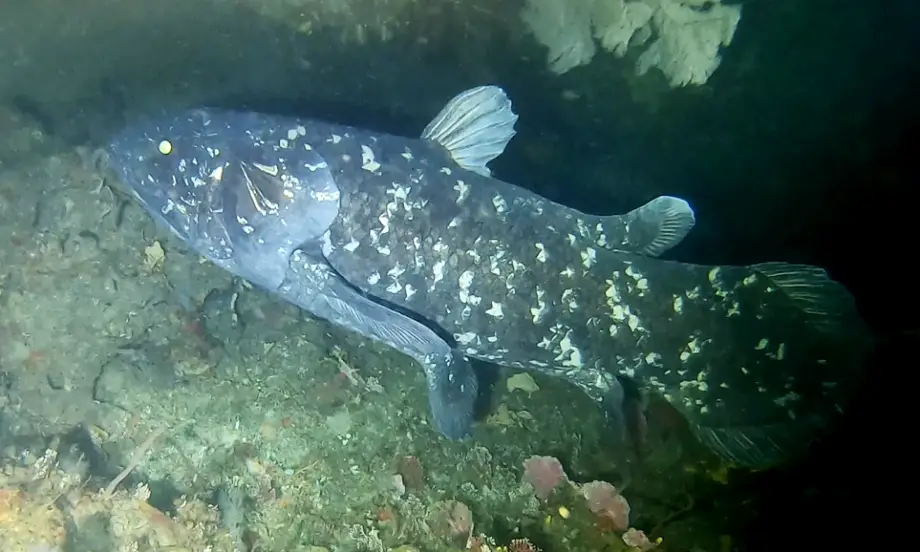 Thumbnail: Coelacanth Add-on