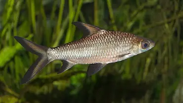 Silvery freshwater shark swimming in plants