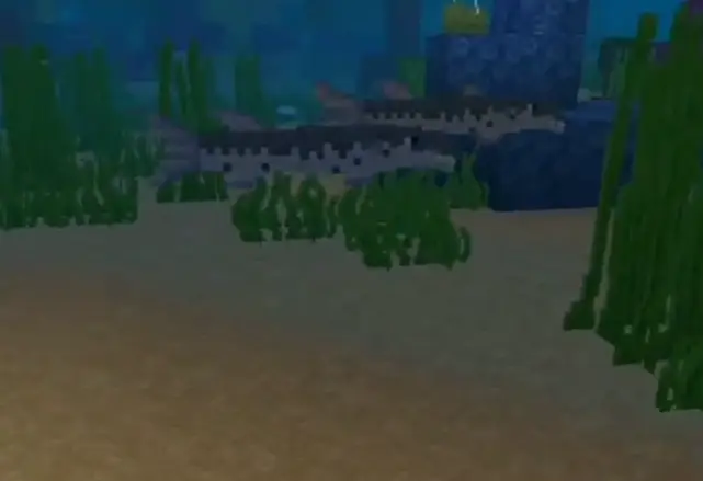 Blocky barracuda swims near ocean floor