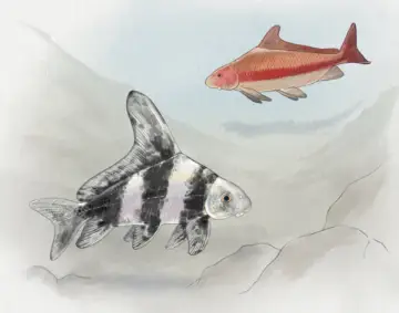 Two freshwater sharks swimming underwater