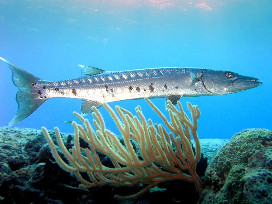 Thumbnail: Barracuda Add-on
