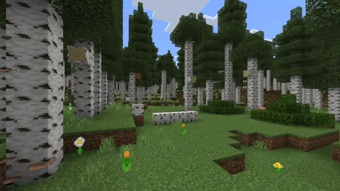 Birch forest biome with flowers and grass