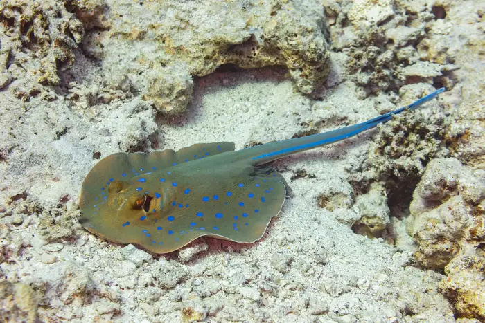 Blue-spotted stingray on ocean floor
