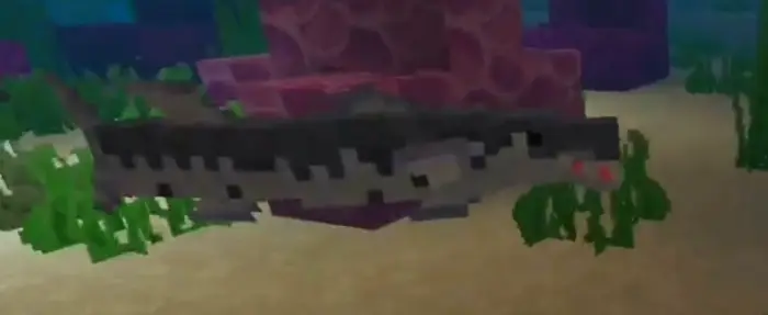 Blocky barracuda swims near coral reef