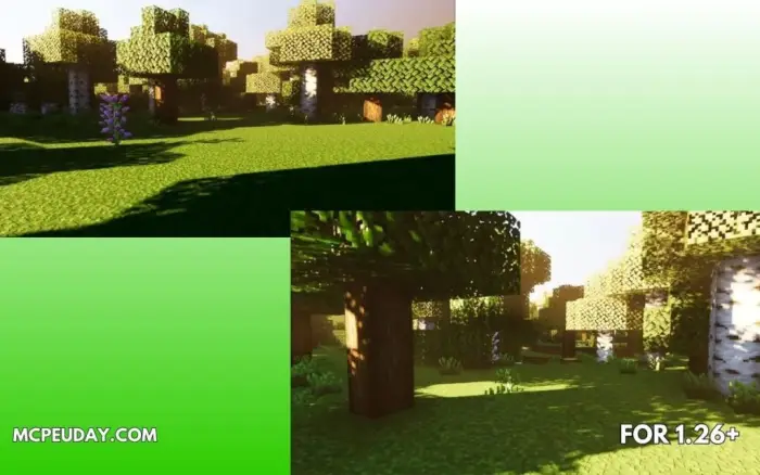 Top and bottom views of a sunlit forest scene