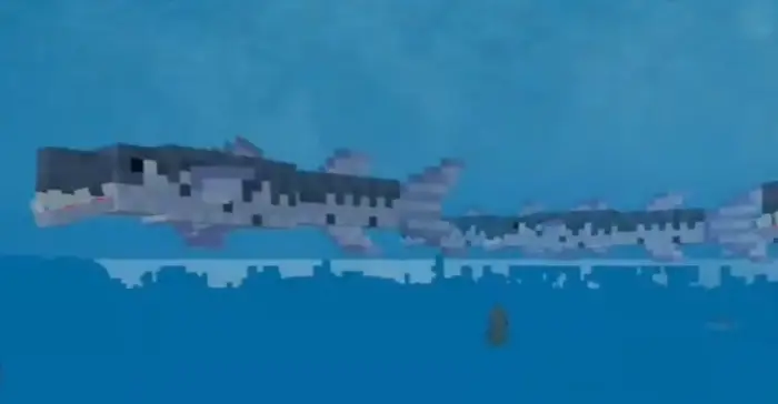 Blocky barracuda fish swimming in ocean