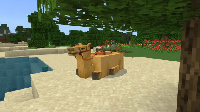 Blocky camel resting on sandy riverbank
