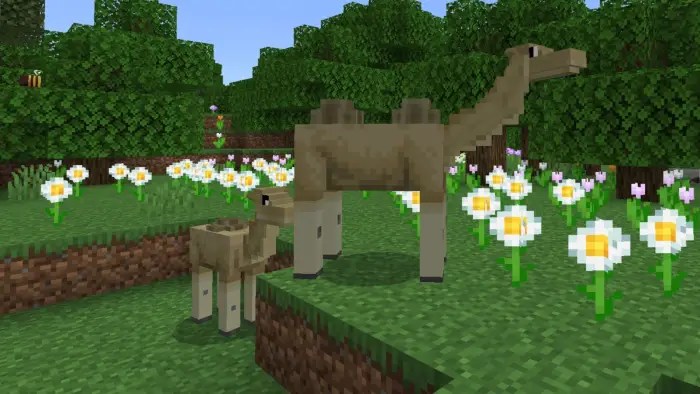 Blocky camels grazing in a flower field