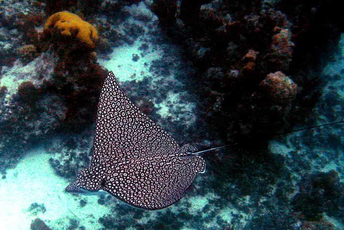Spotted eagle ray swims over coral reef