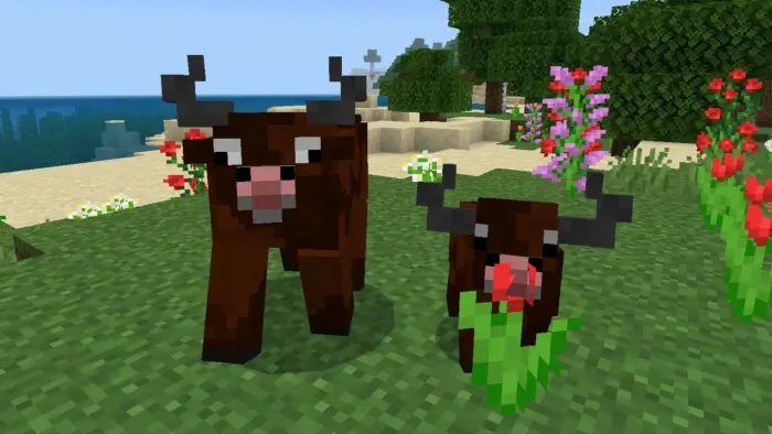 Blocky brown cattle grazing near flowers