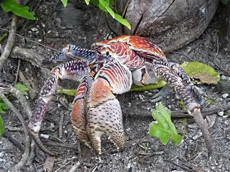 Large colorful crab walking on forest floor
