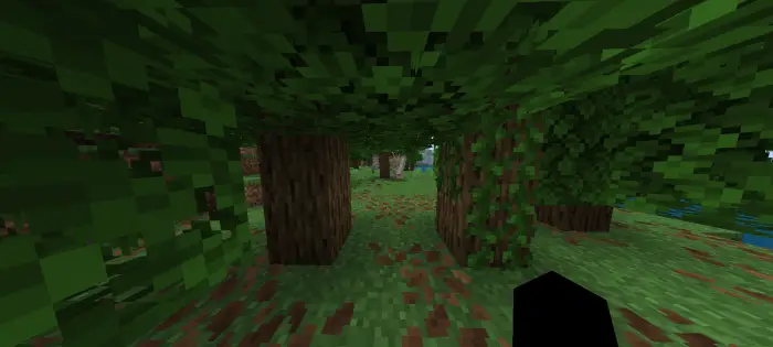 Dense forest with low-hanging leaves and vines
