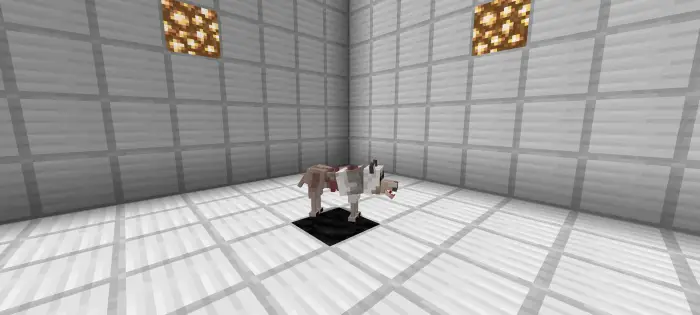 Parasite-infected wolf in a metal room