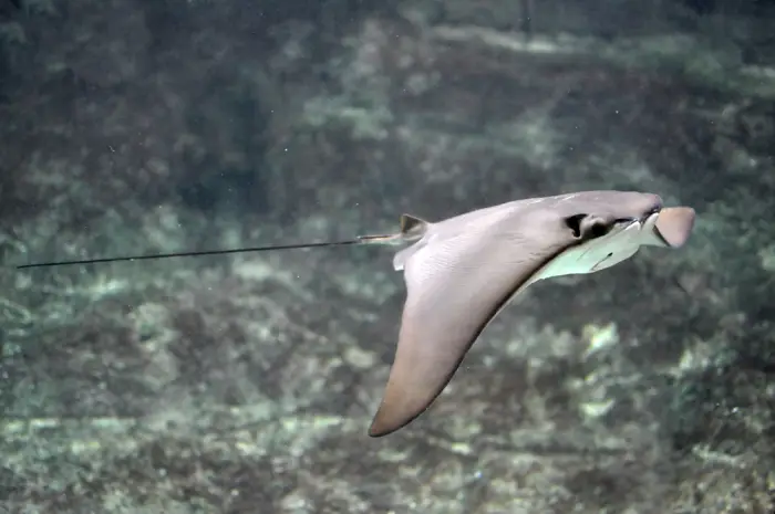 Stingray swimming in clear ocean water
